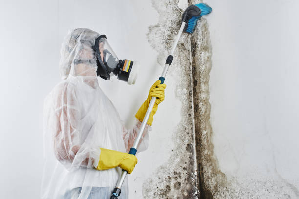 Best Black Mold Removal  in Fish Hawk, FL