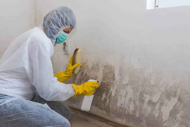 Best Mold Cleaning Services  in Fish Hawk, FL