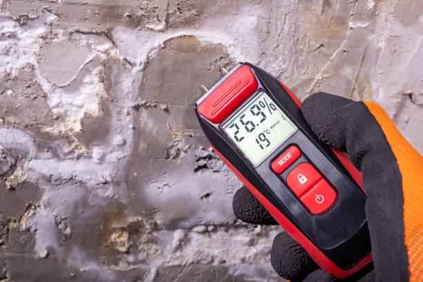 Best Same-Day Mold Removal  in Fish Hawk, FL