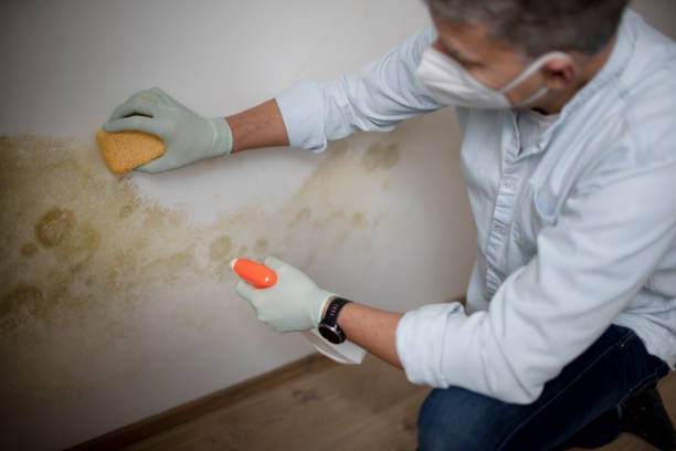 Mold Removal Process in Fish Hawk, FL