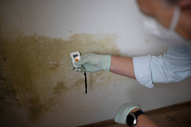 Best Fast Mold Removal  in Fish Hawk, FL