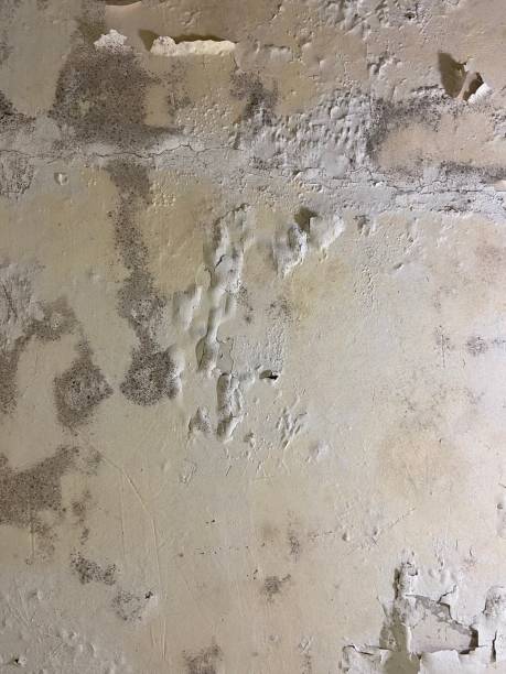 Best Commercial Mold Removal  in Fish Hawk, FL
