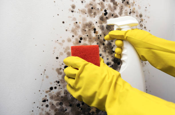 Best Local Mold Removal Service  in Fish Hawk, FL