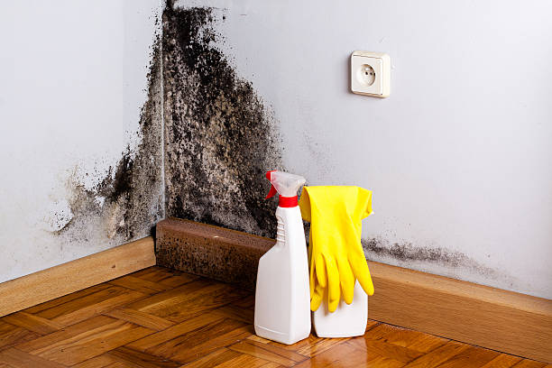 Best Home Mold Removal  in Fish Hawk, FL