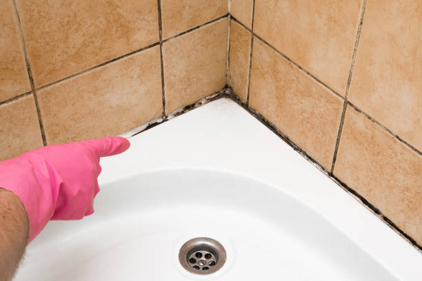 Best Mold Damage Repair  in Fish Hawk, FL